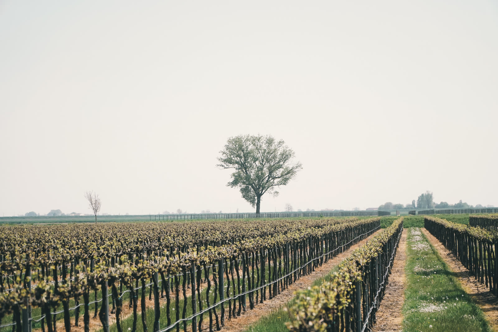 Vigneti di Ca' Bindola